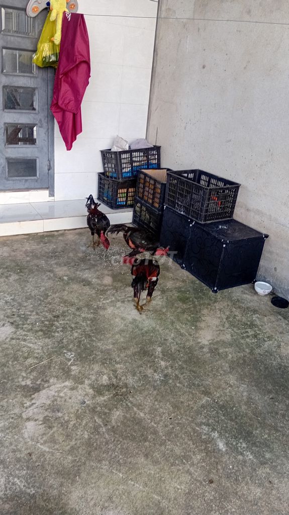 Gà đòn tơ 4 con màu Đen. Mua bán Gà tại Huyện Trảng Bàng Tây Ninh được đăng bởi Tu hình 1