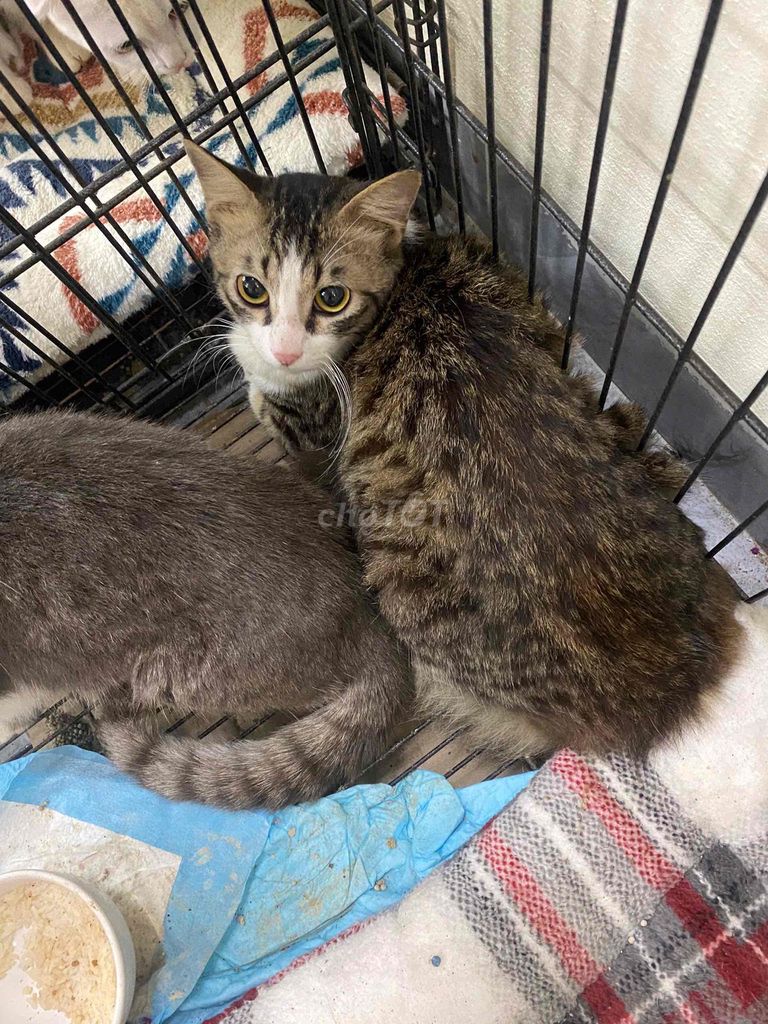 Mèo lông dài đực 6 tháng. Mua bán Mèo tại Huyện Thường Tín Hà Nội được đăng bởi Thu Hoài hình 1