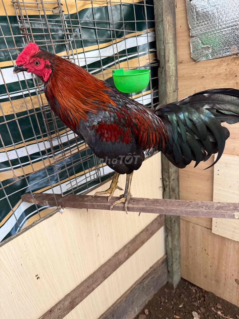 Gà chọi Cuban Peru 1.7kg Đỏ đen. Mua bán Gà tại Quận 6 Tp Hồ Chí Minh được đăng bởi si ba chao hình 1