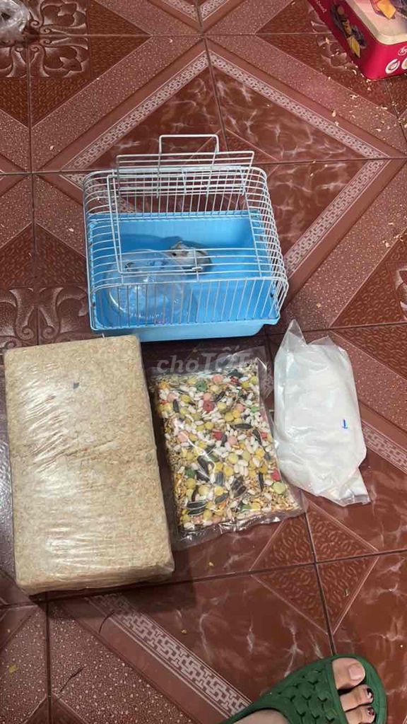 combo nuôi và Chuột Hamster Trắng. Mua bán Thú cưng khác tại Quận Hai Bà Trưng Hà Nội được đăng bởi Hoàng Hà hình 1