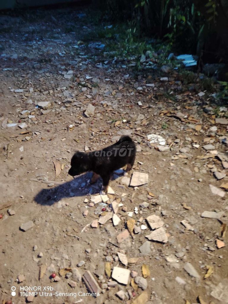 Chó con Đen khỏe mạnh. Mua bán Chó tại Thành phố Thủ Đức Tp Hồ Chí Minh được đăng bởi Minh Quan hình 1