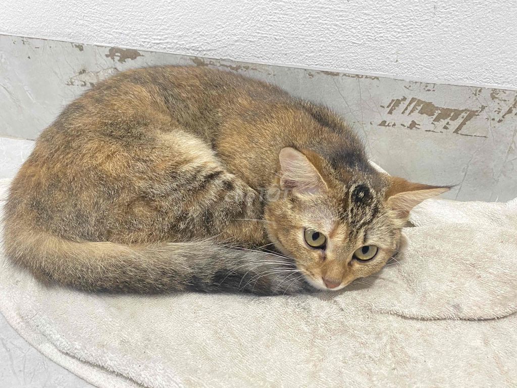 Mèo cái màu Nâu. Mua bán Mèo tại Huyện Gia Lâm Hà Nội được đăng bởi Trường  hình 1