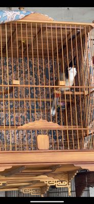 BỘ KHỦNG HẦU BÒ