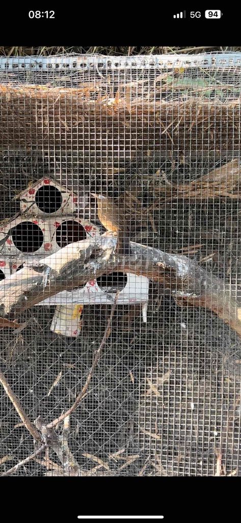 Chim mi hoảng lỗi ngửa. Mua bán Chim tại Thành phố Biên Hòa Đồng Nai được đăng bởi thuan hình 1