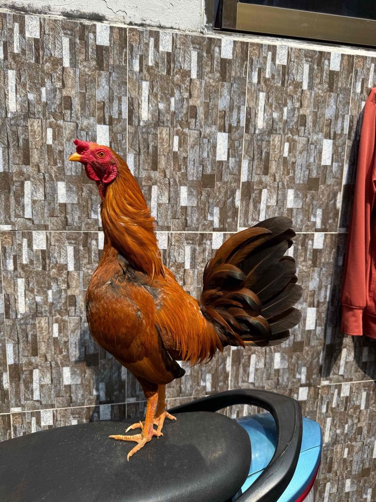 simon asil. Mua bán Gà tại Quận 8 Tp Hồ Chí Minh được đăng bởi Tấn Sang hình 1