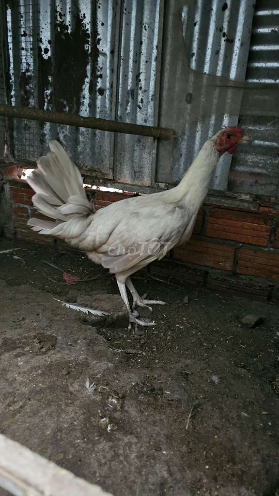 Gà mái nòi Mỹ khét sữa 4 tháng chân cua. Mua bán Gà tại Thành phố Long Xuyên An Giang được đăng bởi Huu tin hình 1