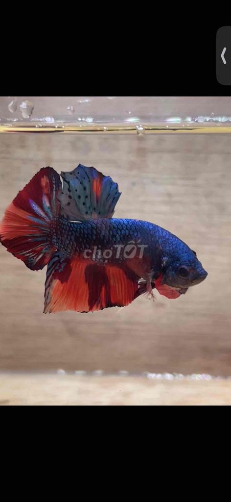 Cá Betta Plakat Trống 3-3.5cm. Mua bán Thú cưng khác tại Quận 3 Tp Hồ Chí Minh được đăng bởi Long hình 1