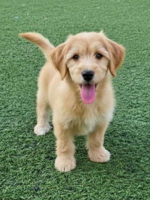 Chó Golden 3 tháng màu vàng siêu đẹp thông minh