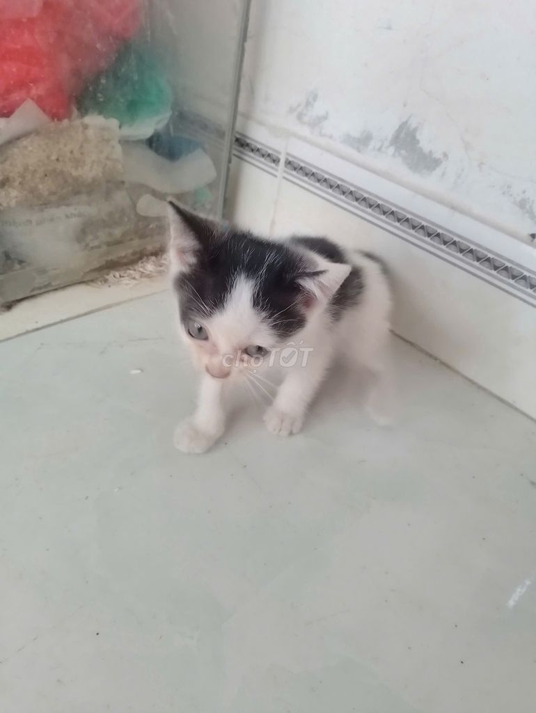 Mèo con Đen trắng. Mua bán Mèo tại Quận Bắc Từ Liêm Hà Nội được đăng bởi Nhật hình 1
