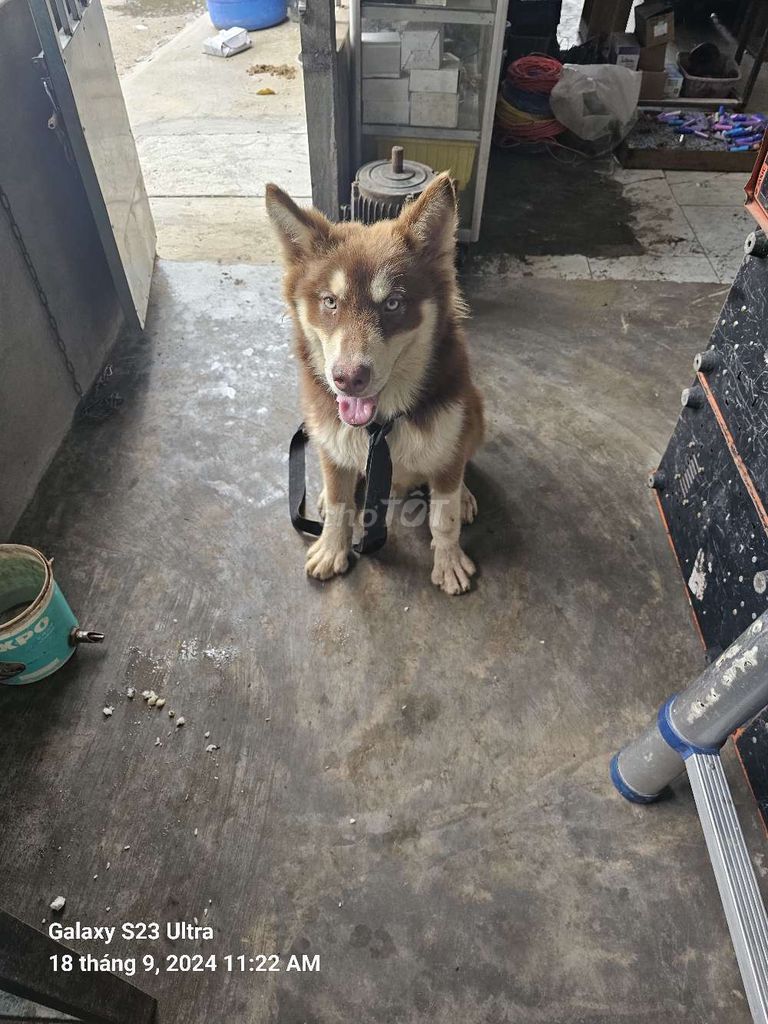 Chó alaska. Mua bán Chó tại Huyện Thoại Sơn An Giang được đăng bởi Hung hình 2