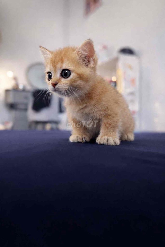 Mèo Golden lùn đực 50 ngày tuổi. Mua bán Mèo tại Quận 8 Tp Hồ Chí Minh được đăng bởi nguyễn đức anh hình 1