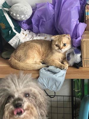 MÈO GOLDEN CÁI. Mua bán Mèo tại Quận Cẩm Lệ Đà Nẵng được đăng bởi HP Peties House