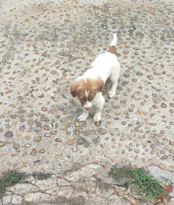 Chó nhật lai bắc kinh. Mua bán Chó tại Thành phố Buôn Ma Thuột Đắk Lắk được đăng bởi quang