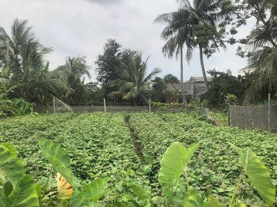 Đất 96m2 ngang 6m Tiên Cựu, xã Tiên Cường, Tiên Lãng 570 triệu. Mua bán đất tại Huyện Tiên Lãng Hải Phòng được đăng bởi Nguyễn Văn Thành