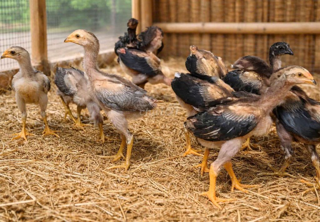 Gà nòi nhiều màu đã tiêm phòng. Mua bán Gà tại Huyện Hóc Môn Tp Hồ Chí Minh được đăng bởi Trần Thị Diệu Ni hình 1