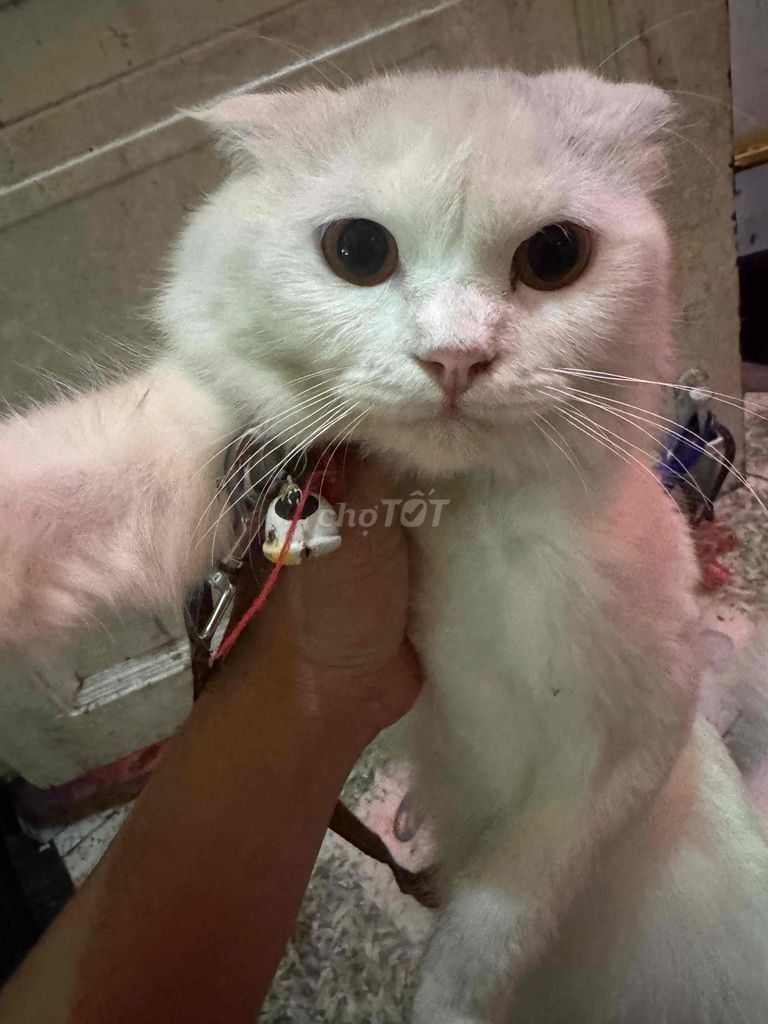 gả gấp anh lông dài cái. Mua bán Mèo tại Thành phố Dĩ An Bình Dương được đăng bởi Nguyễn Thiện hình 1