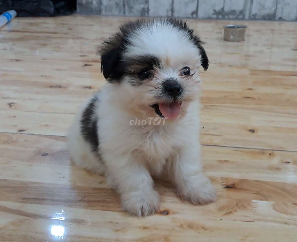 Chó Shihtzu lai Phốc 2 tháng. Mua bán Chó tại Quận Tân Bình Tp Hồ Chí Minh được đăng bởi Nguyễn hình 1