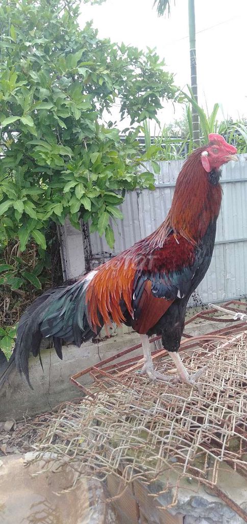 Gà trống Đỏ, đen, xanh 2,8 kg. Mua bán Gà tại Huyện Phong Điền Cần Thơ được đăng bởi Ký cần Thơ  hình 1