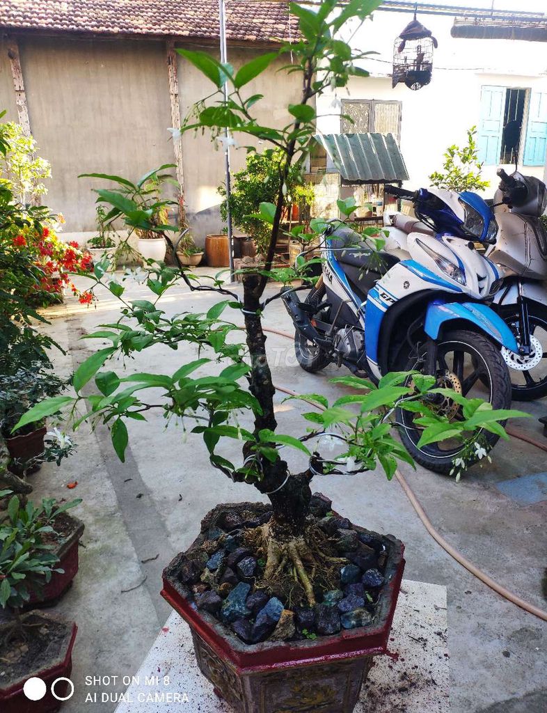 Cây cảnh Mai chiếu thủy hoa Trắng. Mua bán Cây cảnh, đồ trang trí tại Thành phố Nha Trang Khánh Hòa được đăng bởi nguyen binh hình 1