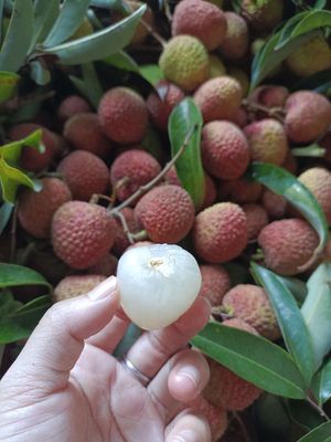 Vải sạch nhà trồng. Mua bán Đồ ăn, thực phẩm và các loại khác tại Quận Gò Vấp Tp Hồ Chí Minh được đăng bởi Trái cây sạch Đăk Lăk