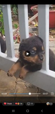 Chó Rottweiler+màu đen+3 tháng tuổi+ 2.5-3kg/con. Mua bán Chó tại Thành phố Vũng Tàu Bà Rịa - Vũng Tàu được đăng bởi Huong Nguyen