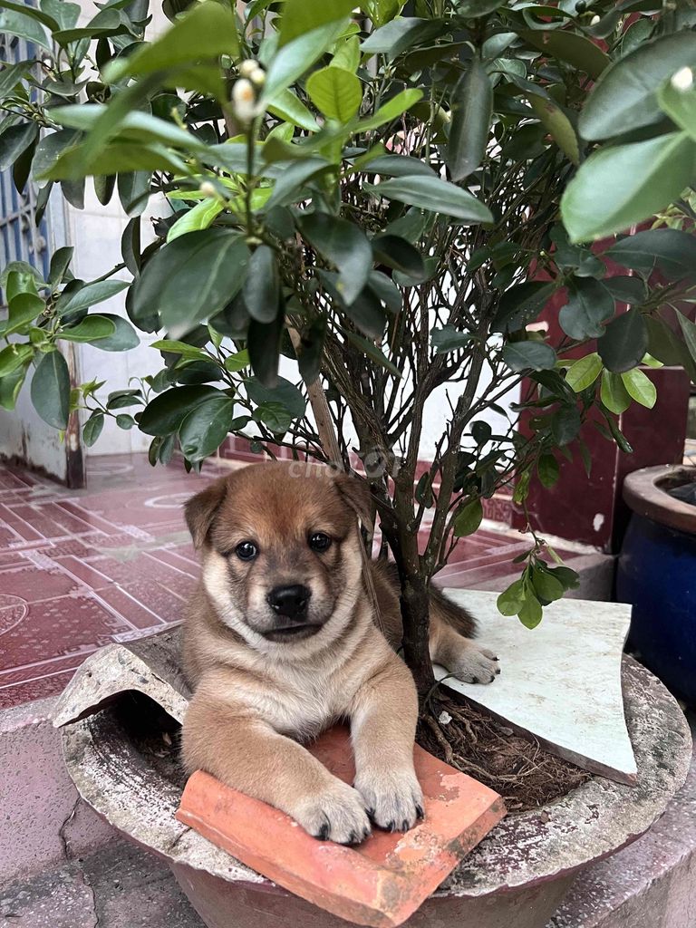 Chó Shiba lai đực Nâu. Mua bán Chó tại Huyện Nhơn Trạch Đồng Nai được đăng bởi Thanh nhi hình 1