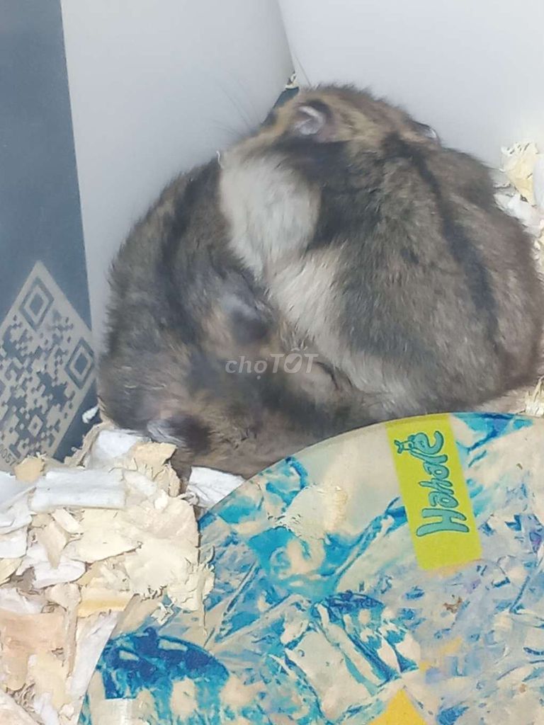 Hamster Winter White đực cái. Mua bán Thú cưng khác tại Huyện Nhà Bè Tp Hồ Chí Minh được đăng bởi nhi hình 1