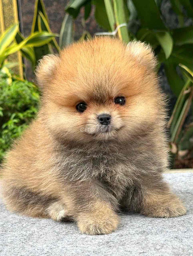 Chó Pomeranian Nâu đã tiêm phòng. Mua bán Chó tại Quận Bình Tân Tp Hồ Chí Minh được đăng bởi Kyn hình 1