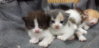 Mèo anh con. Mua bán Mèo tại Quận Tân Phú Tp Hồ Chí Minh được đăng bởi Phung Dang