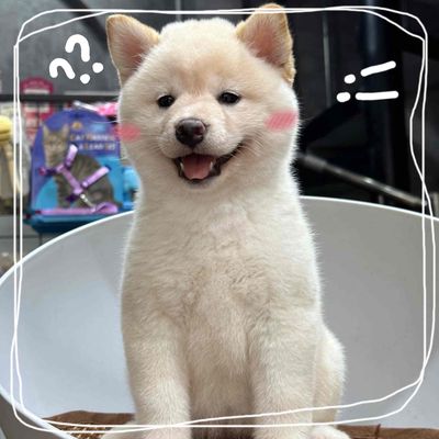 Chó shiba trắng thuần chủng