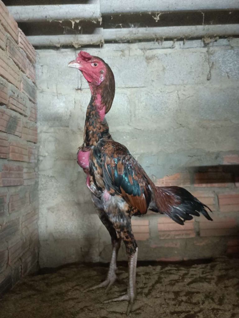 Gà chọi bịp chân Trắng. Mua bán Gà tại Quận Hải Châu Đà Nẵng được đăng bởi Bin hình 1