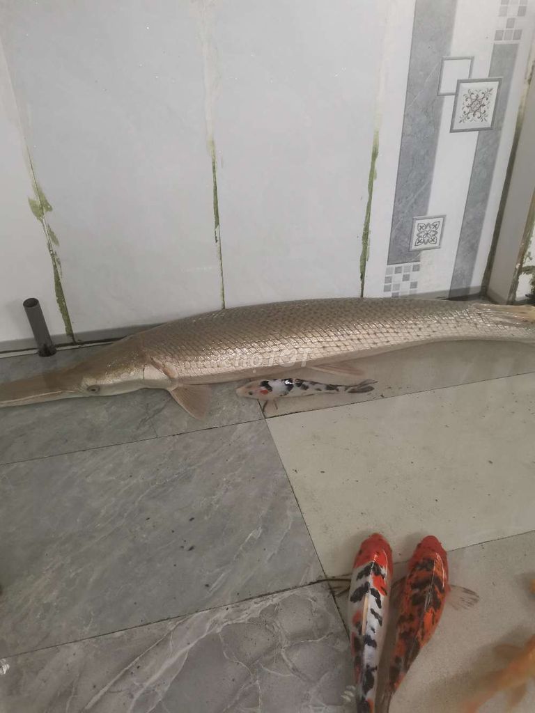 Phúc lộc Thọ 15 kg. Mua bán Thú cưng khác tại Huyện Yên Định Thanh Hóa được đăng bởi Nguyễn Văn Hưng hình 1