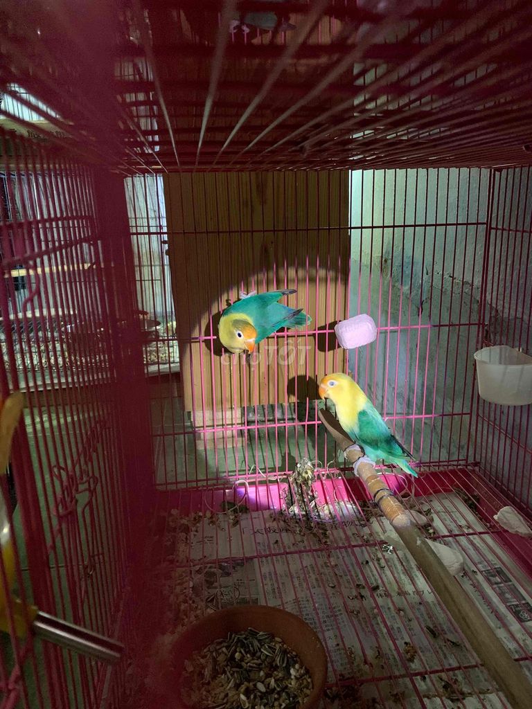 cặp vẹt Lovebird