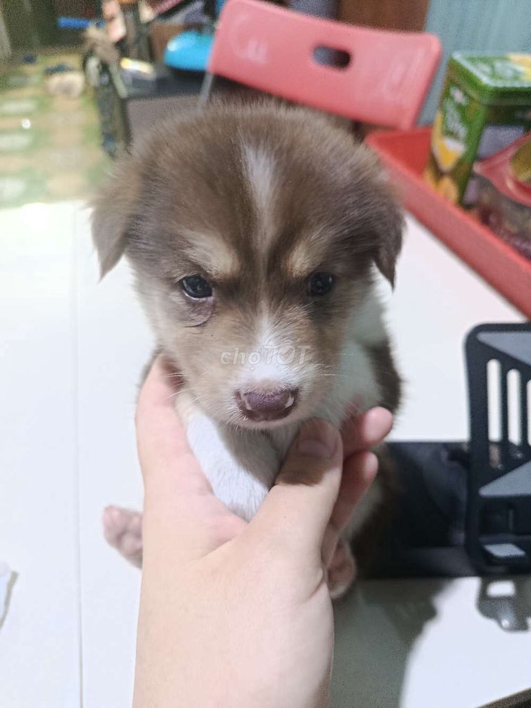 Chó con nhiều màu. Mua bán Chó tại Huyện Nhà Bè Tp Hồ Chí Minh được đăng bởi Bảo Như hình 1