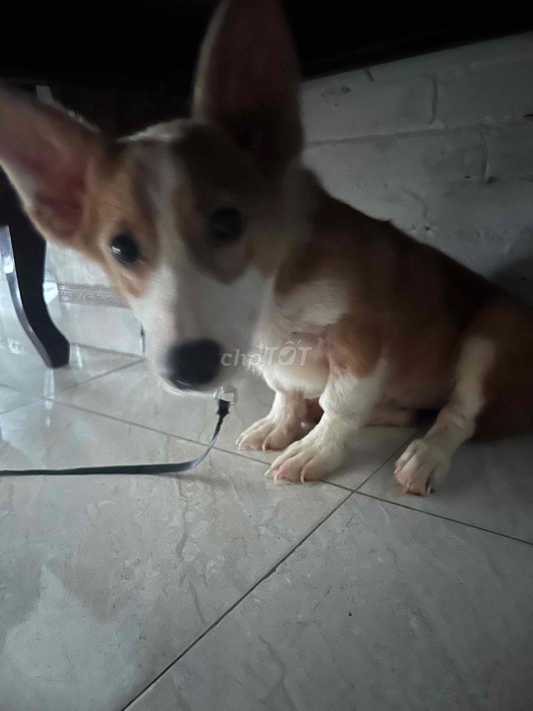 mình cần bán chó corgi