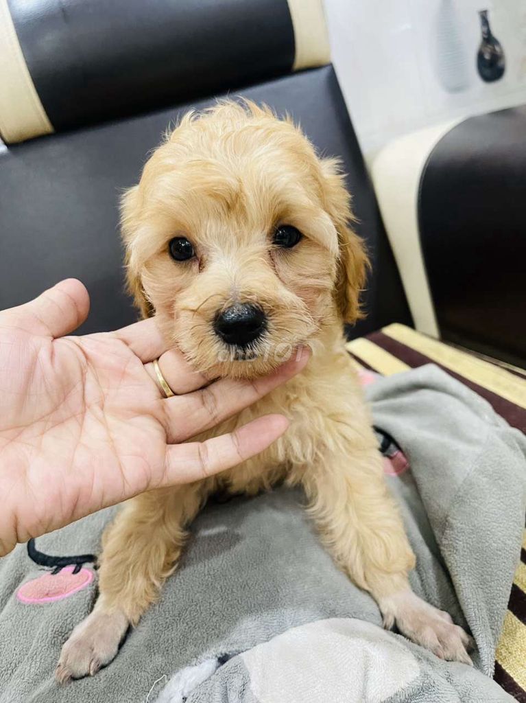 Chó Poodle nhà đẻ giá hạt dẻ 1triệu8 1bé. Mua bán Chó tại Thành phố Thuận An Bình Dương được đăng bởi Thành hình 4