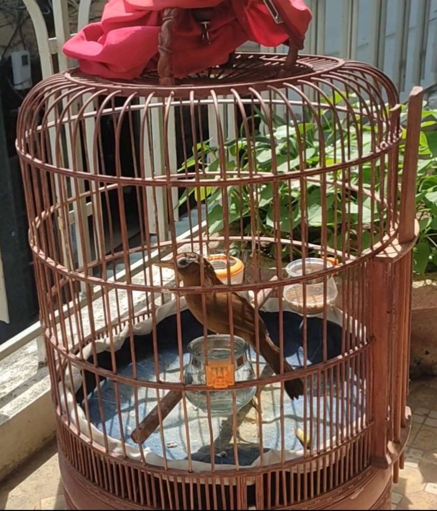 My mái. Mua bán Chim tại Quận Hải Châu Đà Nẵng được đăng bởi  lieulieuduong hình 1