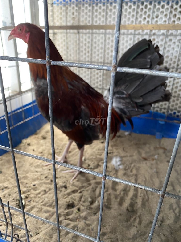 Gà tre Đực 1.2kg. Mua bán Gà tại Thành phố Rạch Giá Kiên Giang được đăng bởi Hoàng  hình 1