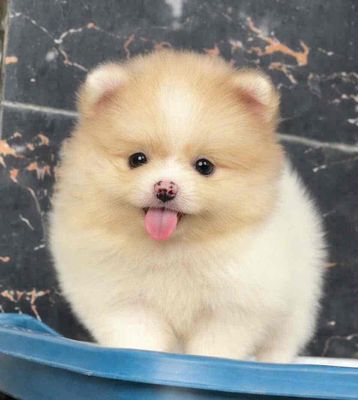 Chó Phốc Sóc 2 tháng đã tiêm