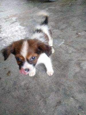 Bán Chó Nhật Lông Xù. Mua bán Chó tại Huyện An Dương Hải Phòng được đăng bởi phạm văn thành