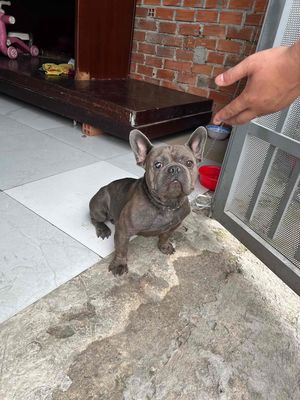 cân bán bé bull pháp nuôi hơn 1 năm. Mua bán Chó tại Huyện Hóc Môn Tp Hồ Chí Minh được đăng bởi MR RÔ