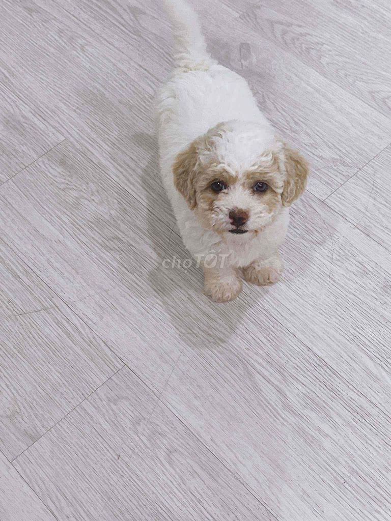 E mua bé mà chủ trọ không cho nuôi nên tìm nhà moi. Mua bán Chó tại Quận Liên Chiểu Đà Nẵng được đăng bởi Nguyễn Trang hình 4