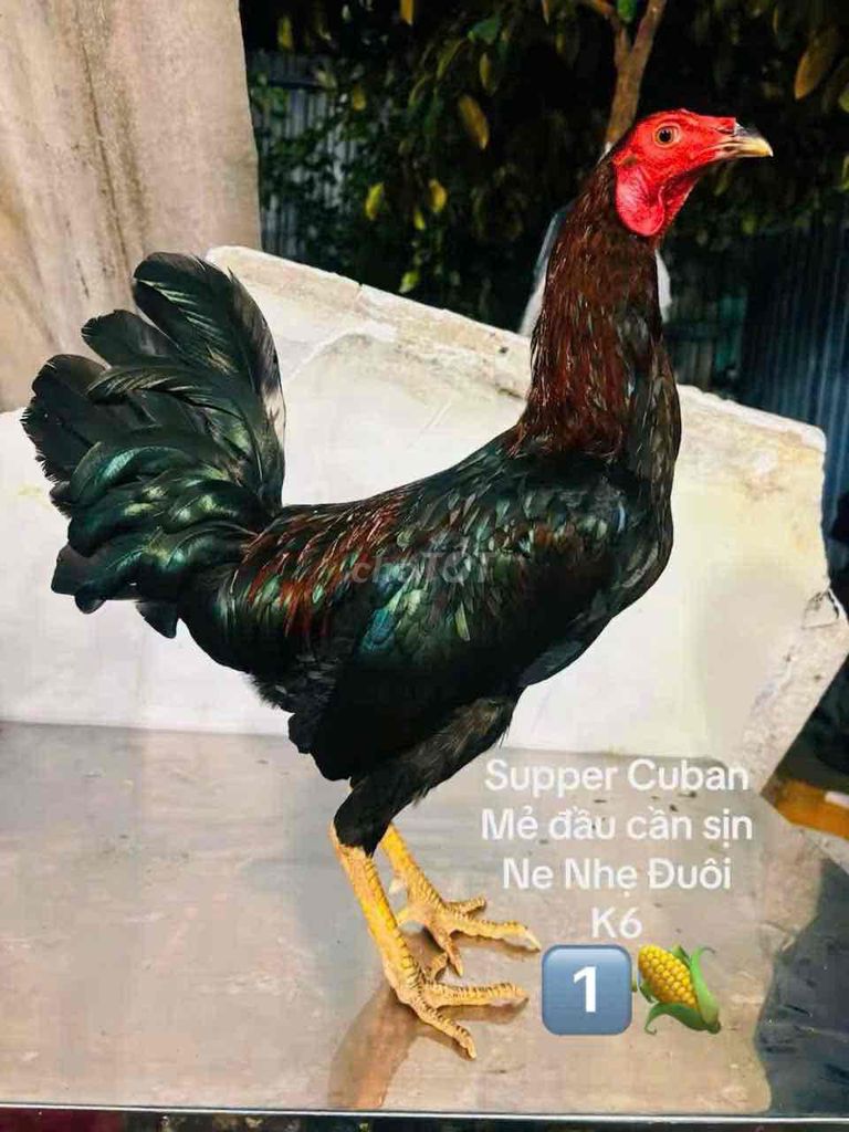 Mã Lại k680 (ne Nhẹ Đuôi). Mua bán Gà tại Quận Gò Vấp Tp Hồ Chí Minh được đăng bởi Gà Lấu Gò Vấp hình 1
