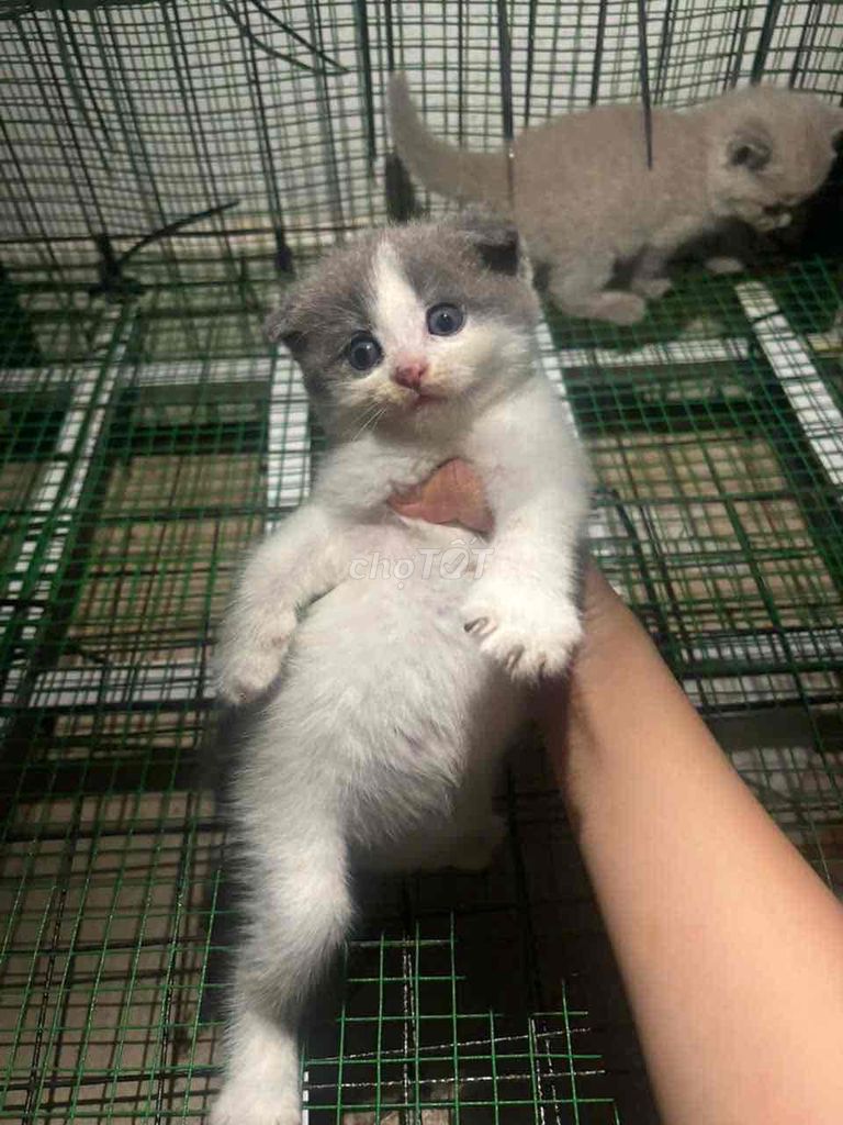 Mèo ALN tai cụp siu xinh. Mua bán Mèo tại Quận Ninh Kiều Cần Thơ được đăng bởi Bu pets hình 1