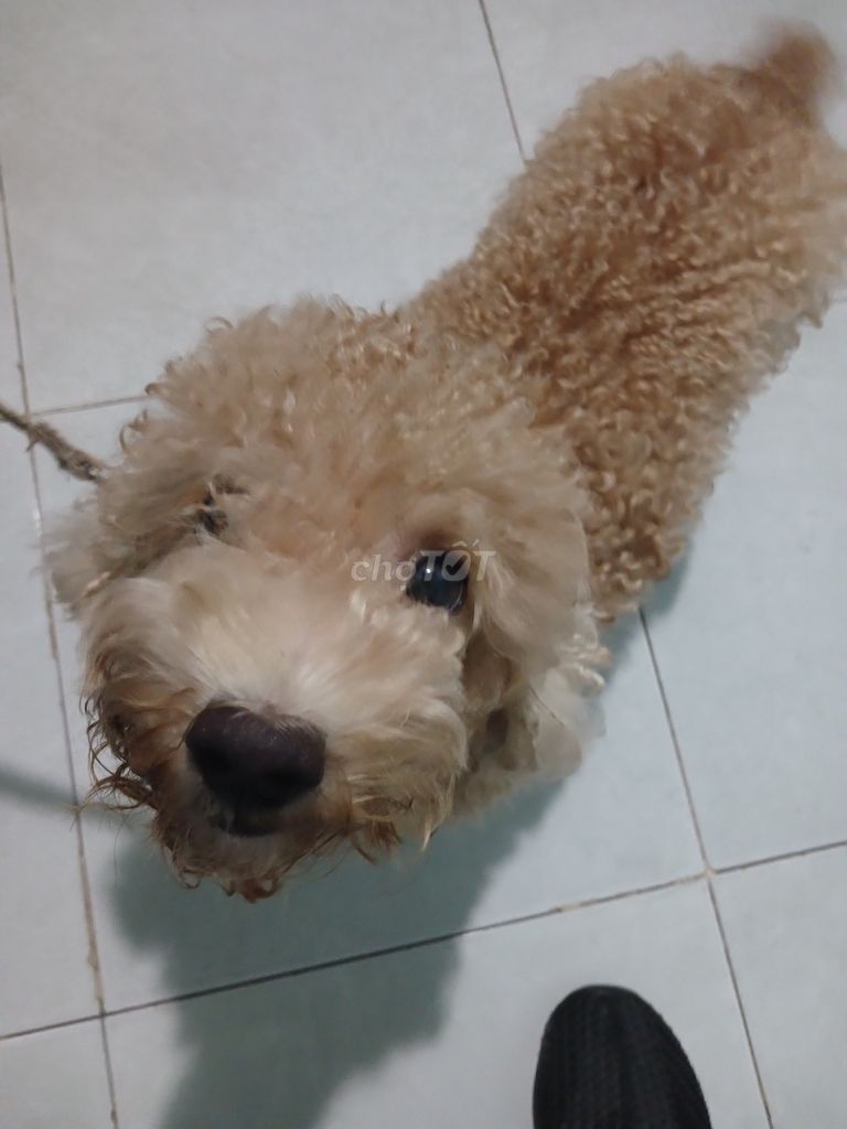 Chó Poodle cái 1.5 tuổi. Mua bán Chó tại Thành phố Biên Hòa Đồng Nai được đăng bởi Như ý Hồ thị hình 1
