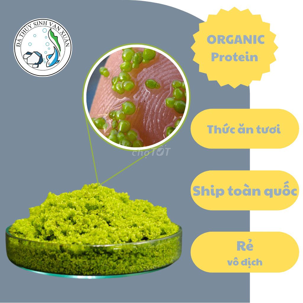 Bèo Phấn – Bèo Trứng Cá Thức Ăn Cá Cảnh. Mua bán Phụ kiện, Thức ăn, Dịch vụ tại Quận 12 Tp Hồ Chí Minh được đăng bởi Thông hình 1