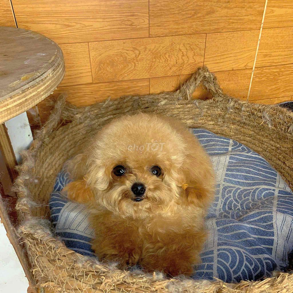 Chó Poodle Dòng Super Mirro Teacup Cái Tơ Siêu Nhỏ. Mua bán Chó tại Quận Gò Vấp Tp Hồ Chí Minh được đăng bởi Xe tự lái hình 2