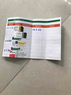 Chó Béc Bỉ cái 5 tháng