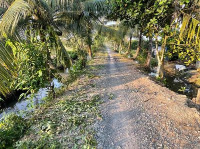 Đất vườn đg ô tô hiện sổ đang trồng chanh cách lộ đan 150m. Mua bán đất tại Huyện Bến Lức Long An được đăng bởi Phan Anh Khoa