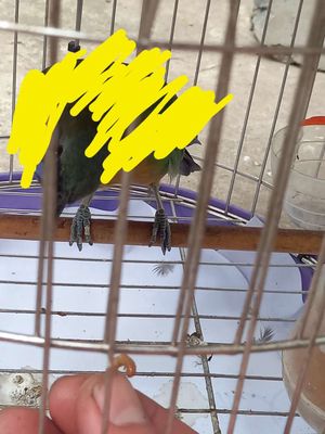 bộ chim già.hót cả ngày